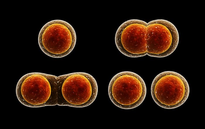 cell division