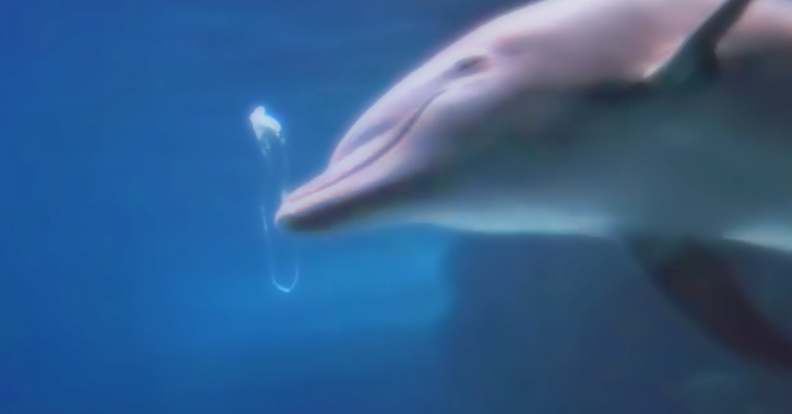 dolphins blowing bubbles