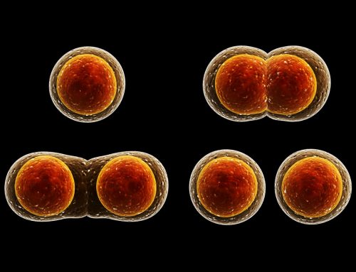 Curiosity Footage of Dividing Cells