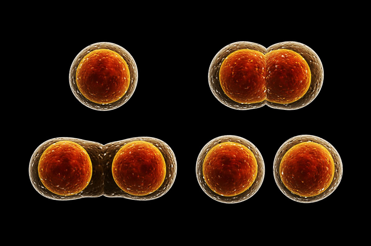 cell division